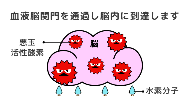 血液脳関門を通過し脳内に到達します